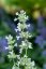 ŠANTA KOČÍČÍ BÍLÁ - NEPETA SNOWFLAKE