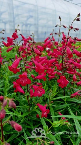 PENSTEMON ANDENKEN AN FREDERIK HAHN´(GARNET)