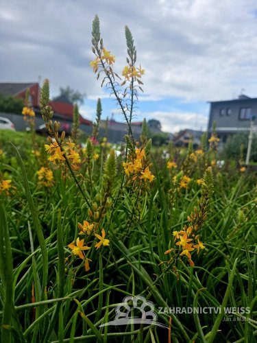 BULBINA KEŘOVITÁ – BULBINE FRUTESCENS