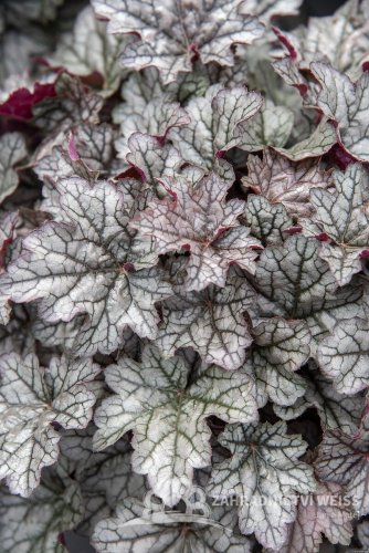 HEUCHERA WORLD CAFFE CORRETTO