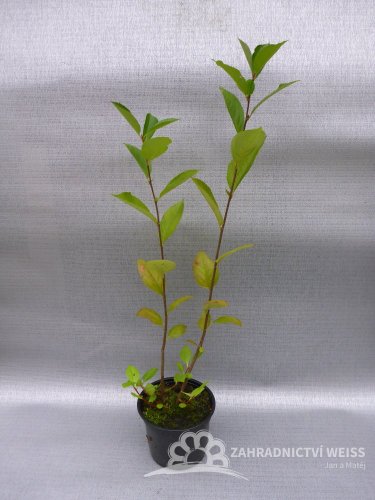 ARONIA MELANOCARPA - ARONIE ČERNÝ JEŘÁB