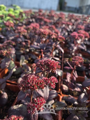 SEDUM TELEPHIUM TOUCHDOWN TEAK