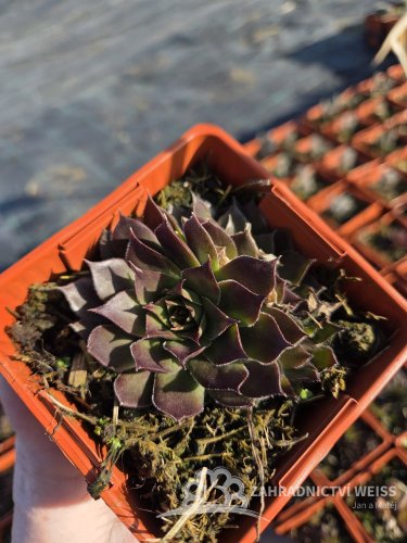 NETŘESK - SEMPERVIVUM TECTORUM