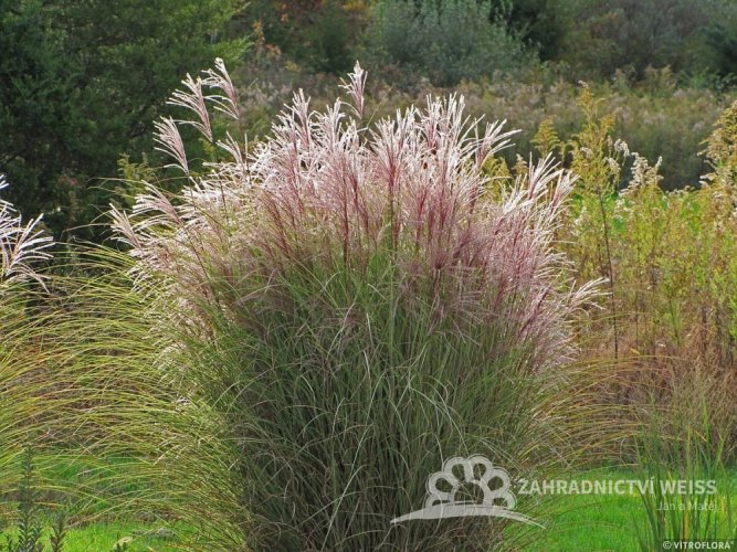 OZDOBNICE ČÍNSKÁ - MISCANTHUS SINENSIS "FERNER OSTEN"