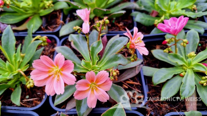 LEWISIA ELISE BRIGHT MIX