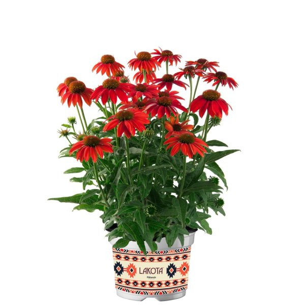 ECHINACEA LAKOTA RED