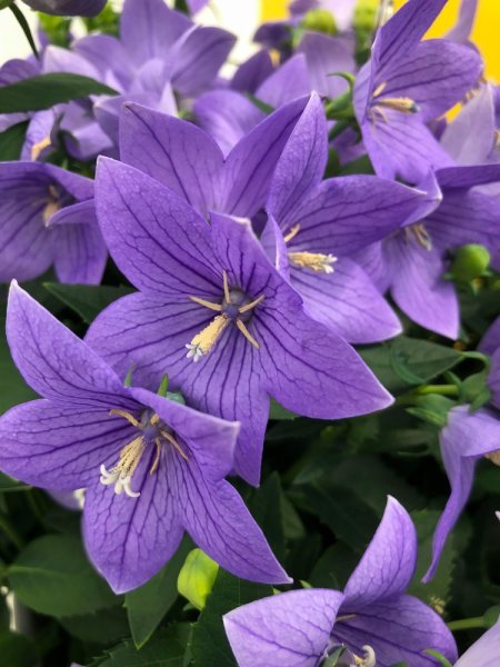 BOUBELKA - PLATYCODON GRAND. TWINKLE BLUE