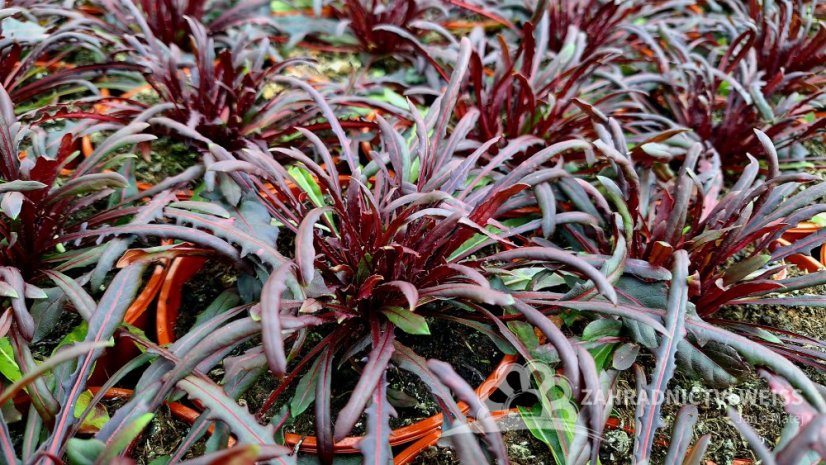 GAURA LINDHEIMERI - GRACEFUL LIGHT PINK