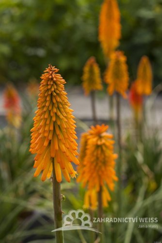 KLEOPATŘINA JEHLA - KNIPHOFIA "MANGO POPSICLE"