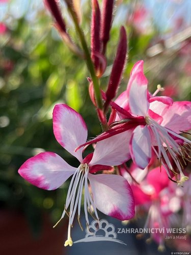 GAURA LIND. ROSY JANE