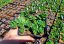 SEDUM SPURIUM ALBUM