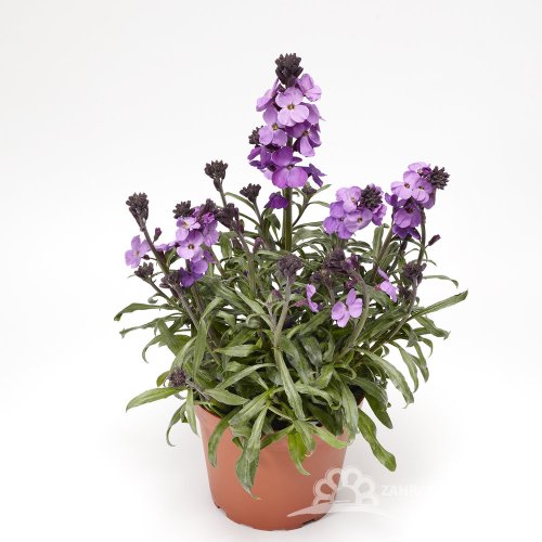 TRÝZEL - ERYSIMUM LINIFOIUM SUPER BOWL MAUVE