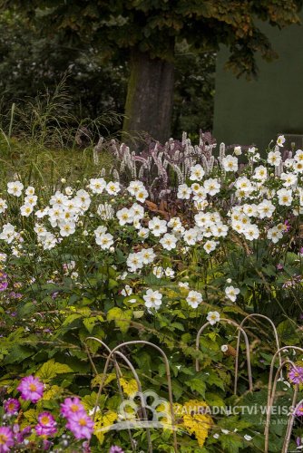 ANEMONE HONORINE JOBERT