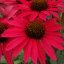 ECHINACEA GLOWING DREAM