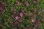 GYPSOPHILA MURALIS TEENY DEEP ROSE