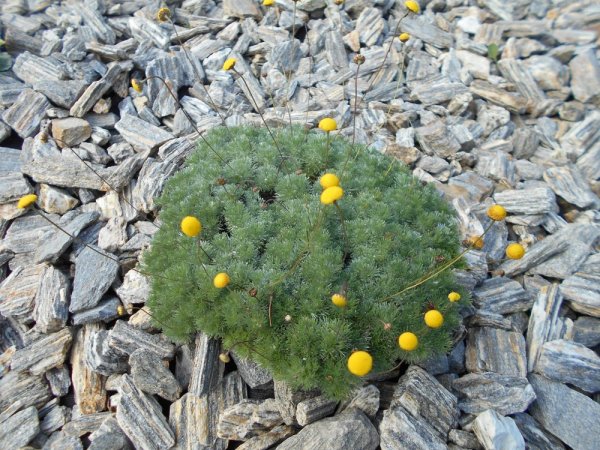 COTULA HISPIDA