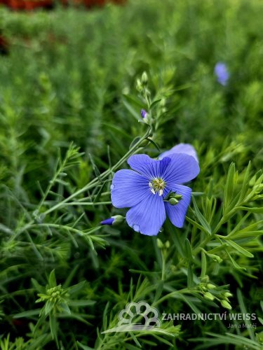 LEN VYTRVALÝ - LINUM PERENNE NANUM BLUE SAPPHIRE