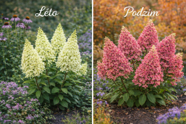 HORTENZIE LATNATÁ - HYDRANGEA PAN. CANDLELIGHT