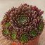 NETŘESK - SEMPERVIVUM HYB. CASSIOPEA