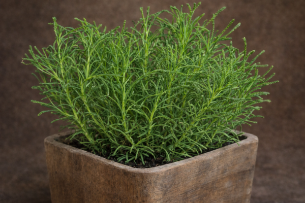 OLIVOVÁ BYLINKA - SANTOLINA VIRIDIS