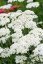 ACHILLEA MILLEFOLIUM SCHNEETALER
