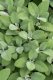 ŠALVĚJ LÉKAŘSKÁ - BABSKÉ UCHO - SALVIA OFFICINALIS BERGGARTEN