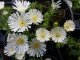 DELOSPERMA BÍLÉ