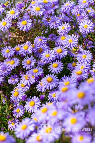 ASTRA PODZIMNÍ – ASTER DUMOSUS PROF. ANTON KIPPENBERG