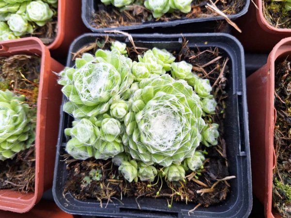NETŘESK - SEMPERVIVUM HYB. SIRIUS