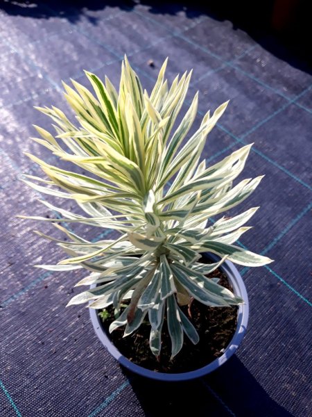 PRYŠEC - EUPHORBIA  "TASMANIAN TIGER"