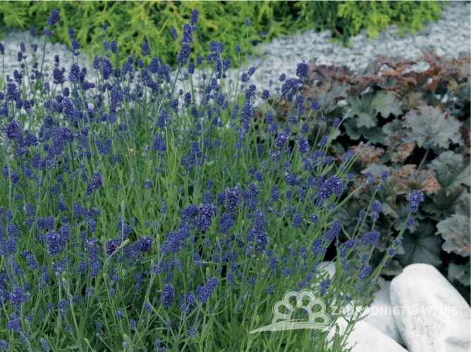 LEVANDULE LÉKAŘSKÁ - "BLUE SCENT"