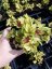 HEUCHERELLA - GOLD ZEBRA