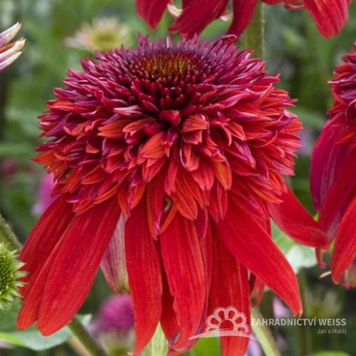 TŘAPATKA NACHOVÁ -  ECHINACEA "ECCENTRIC"