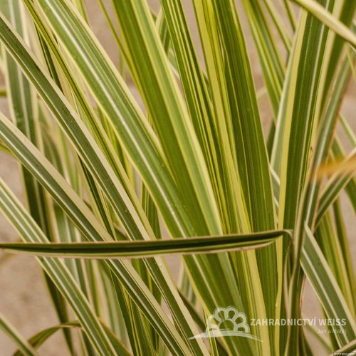 MISCANTHUS SINENSIS VARIEGATUS
