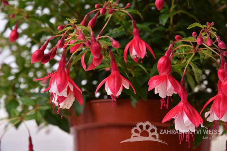 FUCHSIA LADY THUMB