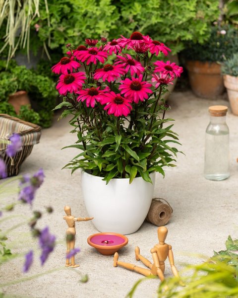 ECHINACEA SENSATION WILD ROMANCE