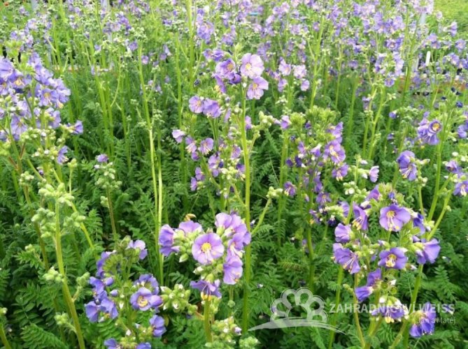 JIRNICE - POLEMONIUM"HEAVENLY HABIT"