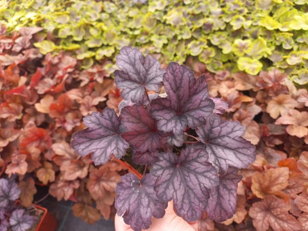 HEUCHERA x HYBRIDA SHANGHAI