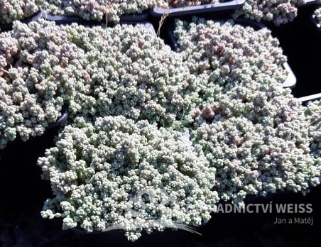 SEDUM DASYPHYLLUM - ROZCHODNÍK NÍZKÝ ŠEDÝ