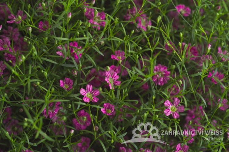 GYPSOPHILA MURALIS TEENY DEEP ROSE