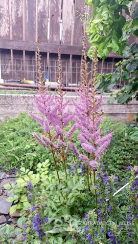 ČECHRAVA - ASTILBE CHINENSIS PUMILA