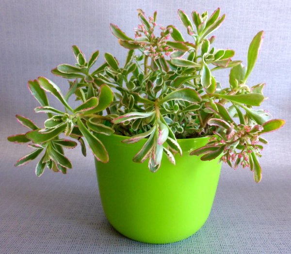 SEDUM TRICOLOR - SPURIUM