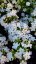 PHLOX PANICULATA EARLY WHITE ®