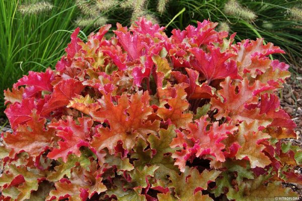 HEUCHERA MARLMALADE