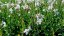 GAURA LIND. FLAMINGO WHITE