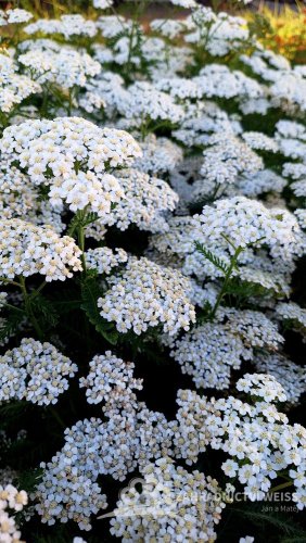 ACHILLEA MILLEFOLIUM SCHNEETALER