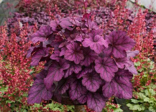 HEUCHERA WILD ROSE