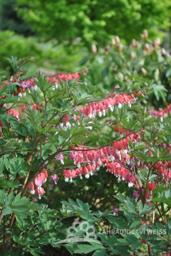 SRDCOVKA NÁDHERNÁ - DICENTRA SPECTABILIS VALENTINE