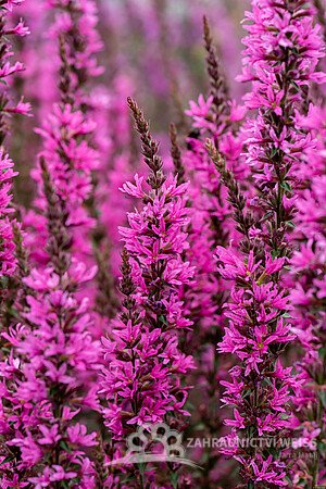 KYPREJ - LYTHRUM LUMINARA HOT PINK