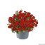 MILLION BELLS METRO EARLY BRIGHT RED